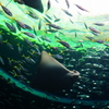 水族館