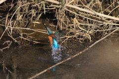 カワセミ、ジャンプ2