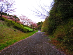 天使の森へ