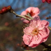 梅