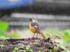 雨にも負けず