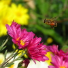 菊と蜂