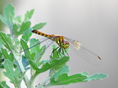 羽の折れたトンボ