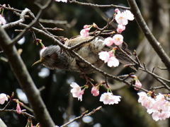 大寒桜+ヒヨドリ