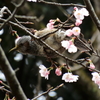 大寒桜+ヒヨドリ