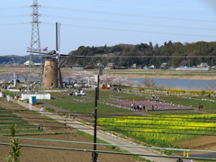 チューリップ祭り　2014