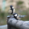朝からシジュウカラ