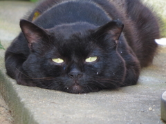 お前が父猫か?