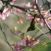河津桜+メジロ