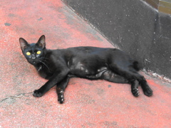 スクンビット　ソイ22の黒猫4
