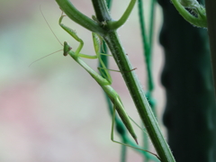 ゴーヤにカマキリが