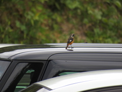 車の上のジョウビタキ