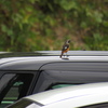 車の上のジョウビタキ
