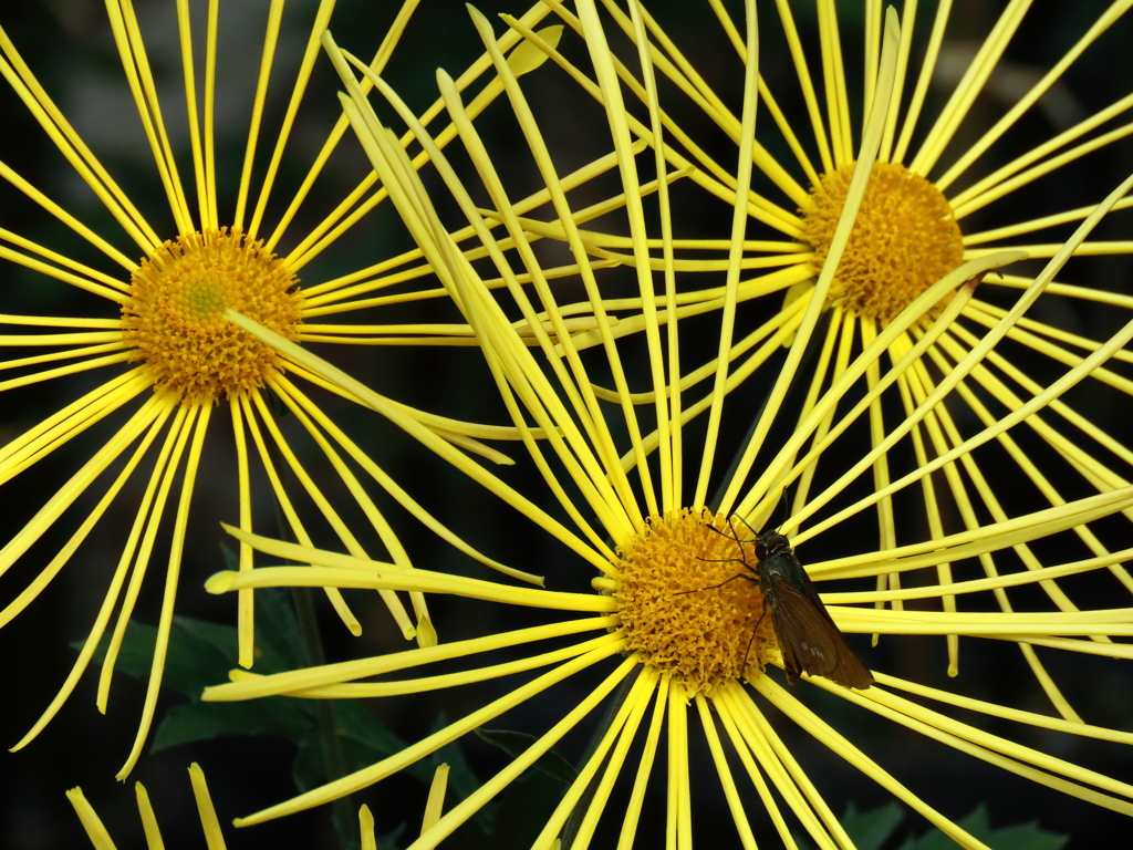 菊