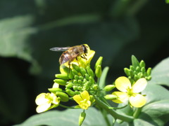 菜の花と蜂