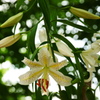山百合
