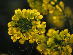 夕日の菜の花畑