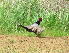キジの母衣打ち