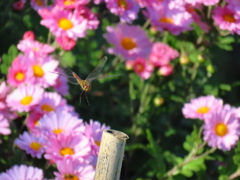 菊にかこまれて
