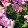 菊にかこまれて