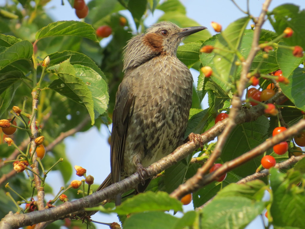 ヒヨドリとサクランボ5
