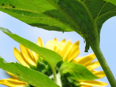 蟷螂の夏