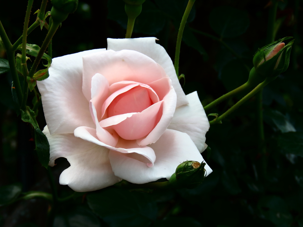 薔薇