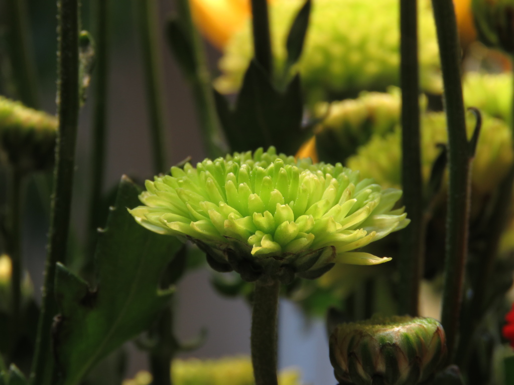 菊3