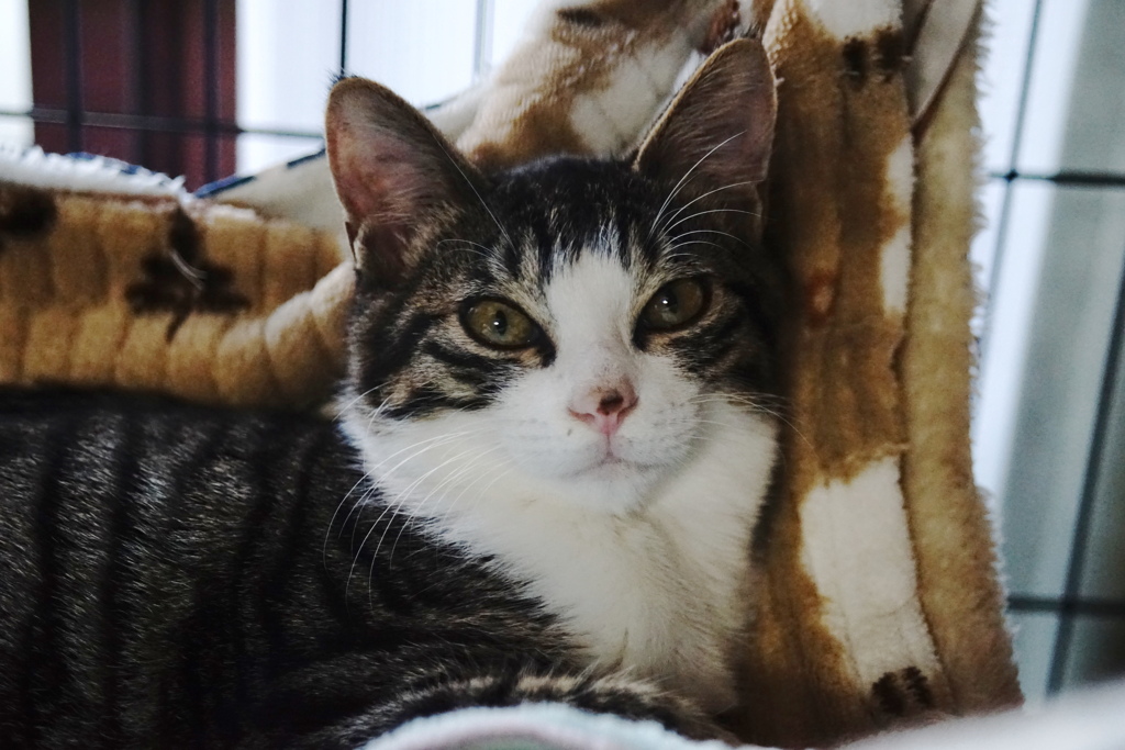 猫ちゃん