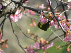 河津桜+メジロ