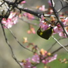 河津桜+メジロ
