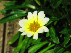 ガザニア 極彩色