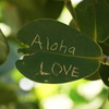 アロハ　ラブ