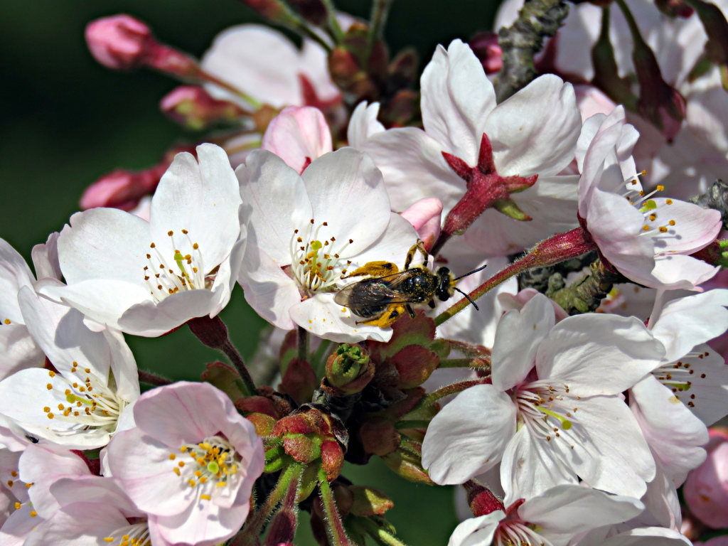 桜
