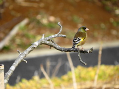 カワラヒワ