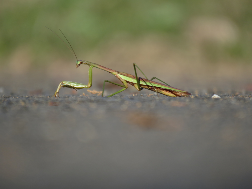 カマキリ散歩