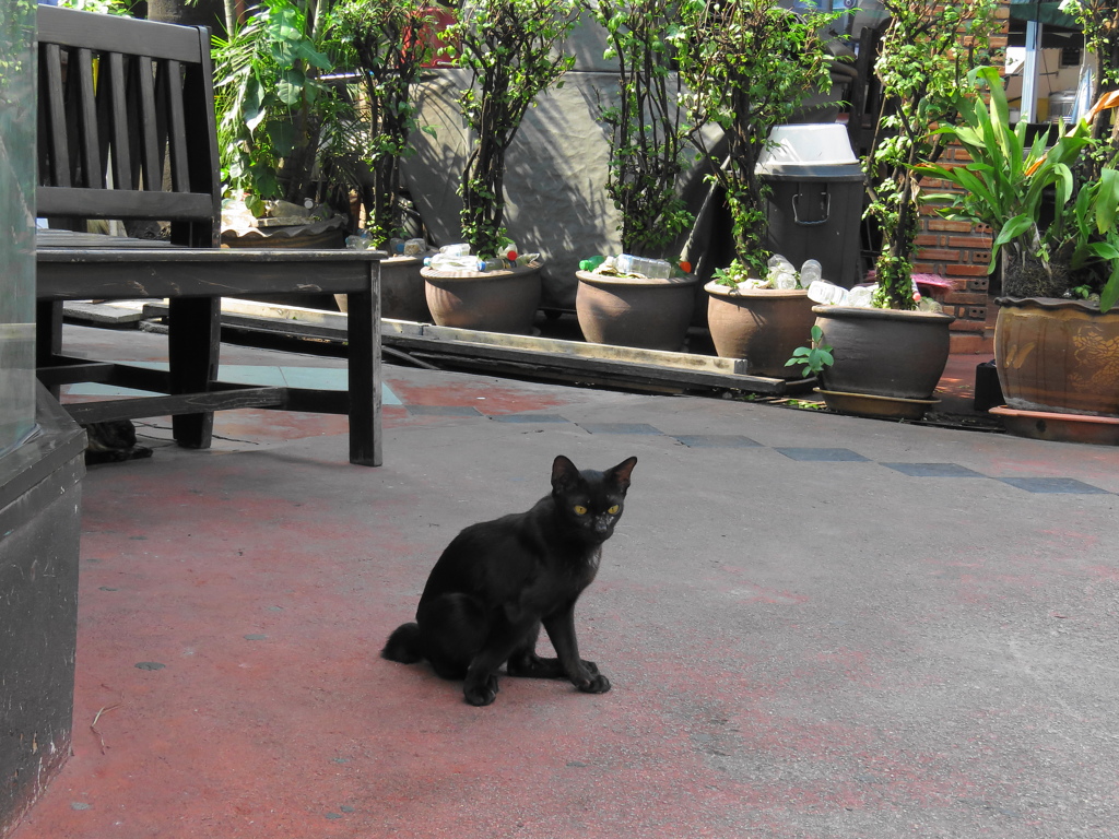 スクンビット　ソイ22の黒猫1