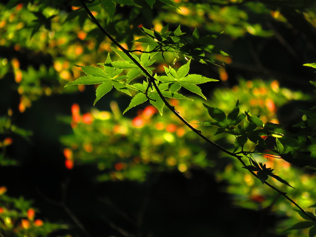 花楓