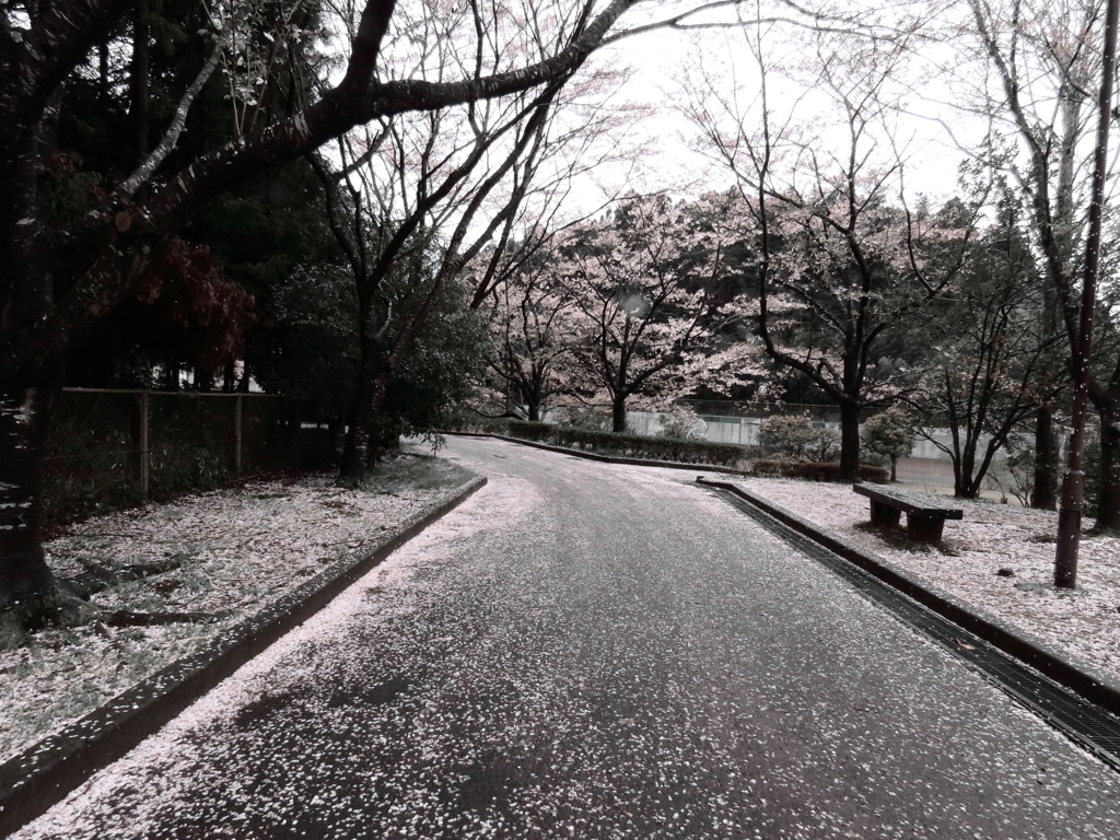 四月の雪の跡
