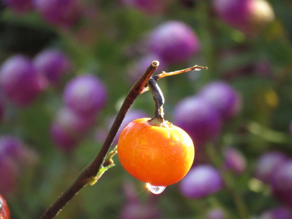 花茄子