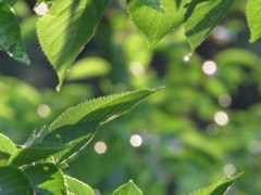 水滴のプリズム1