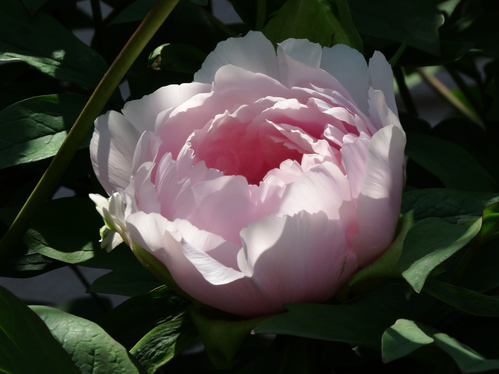 牡丹なのか芍薬なのか?