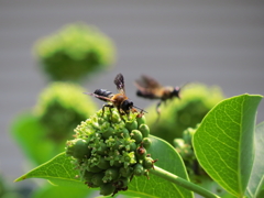 カクレミノの花に群がる蜂　1