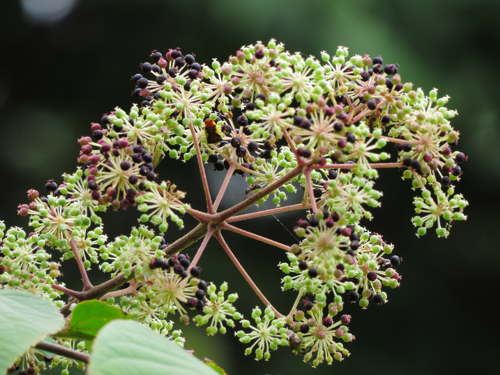 ウド（独活）の花