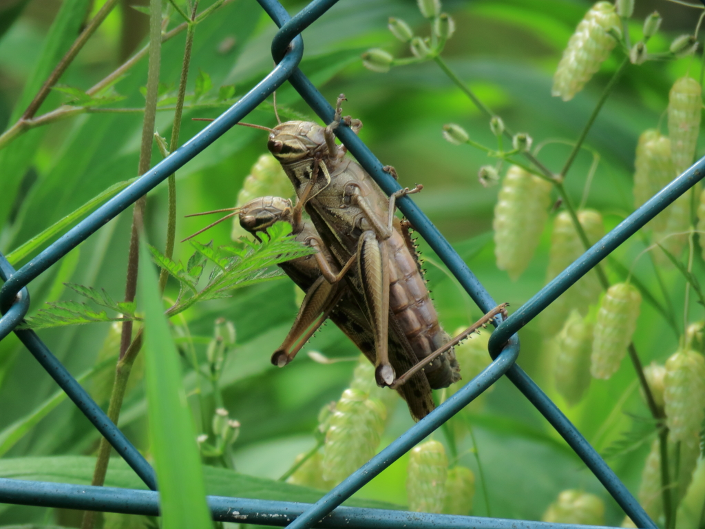 あんた、しっかり掴まってんだよ