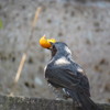 ヒヨドリ、キンカン取ってまた撮った