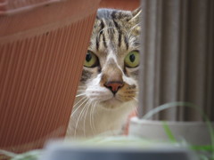 猫は見ていた、第三の猫あらわる