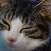 まどろむ仔猫ちゃん1