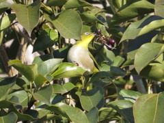 メジロ食事中