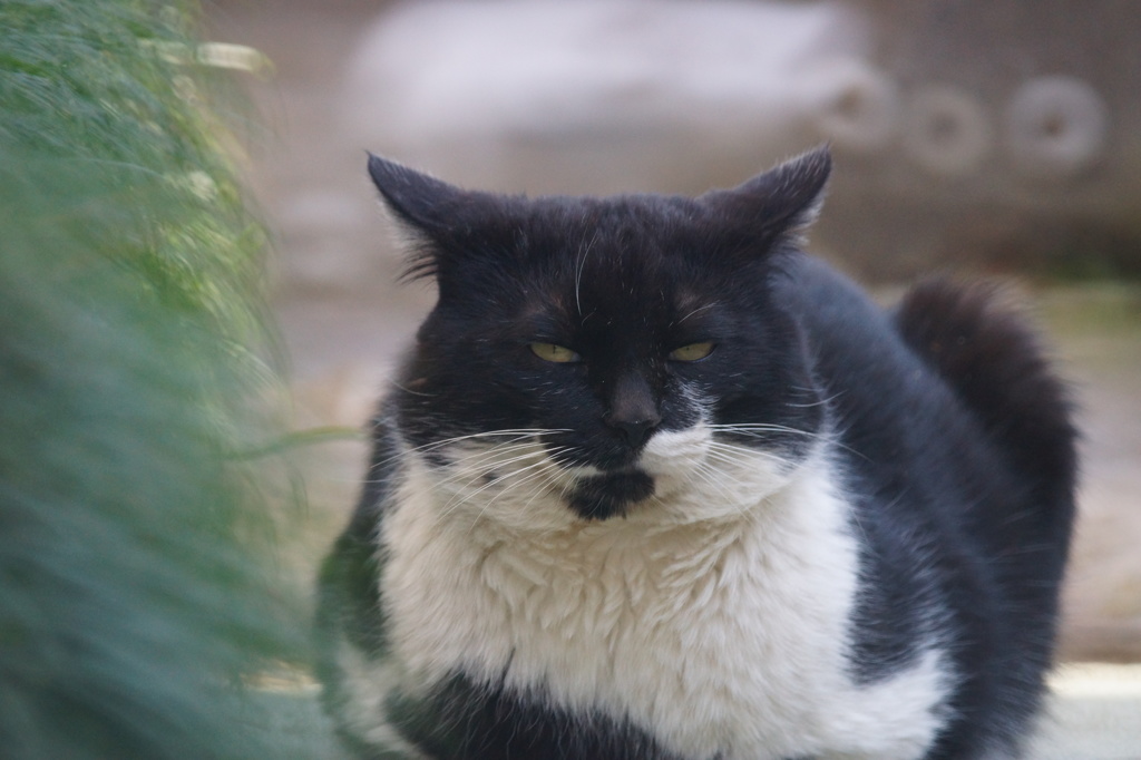 猫、オールドレンズ